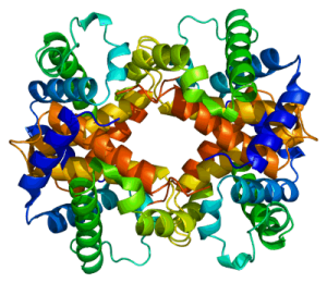 Protein_HBA1 -Reconstructed image of human haemoglobin protein