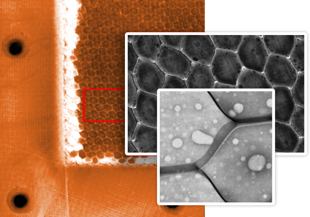 ADVACAM Non-destructive testing: LIGHT COMPOSITE INSPECTION. An X-ray image of a honeycomb structure clearly shows porosity in the epoxide glue attaching the skin to the aluminium honeycomb. The image was done by Advacam’s WidePIX 2x5 photon counting detector.