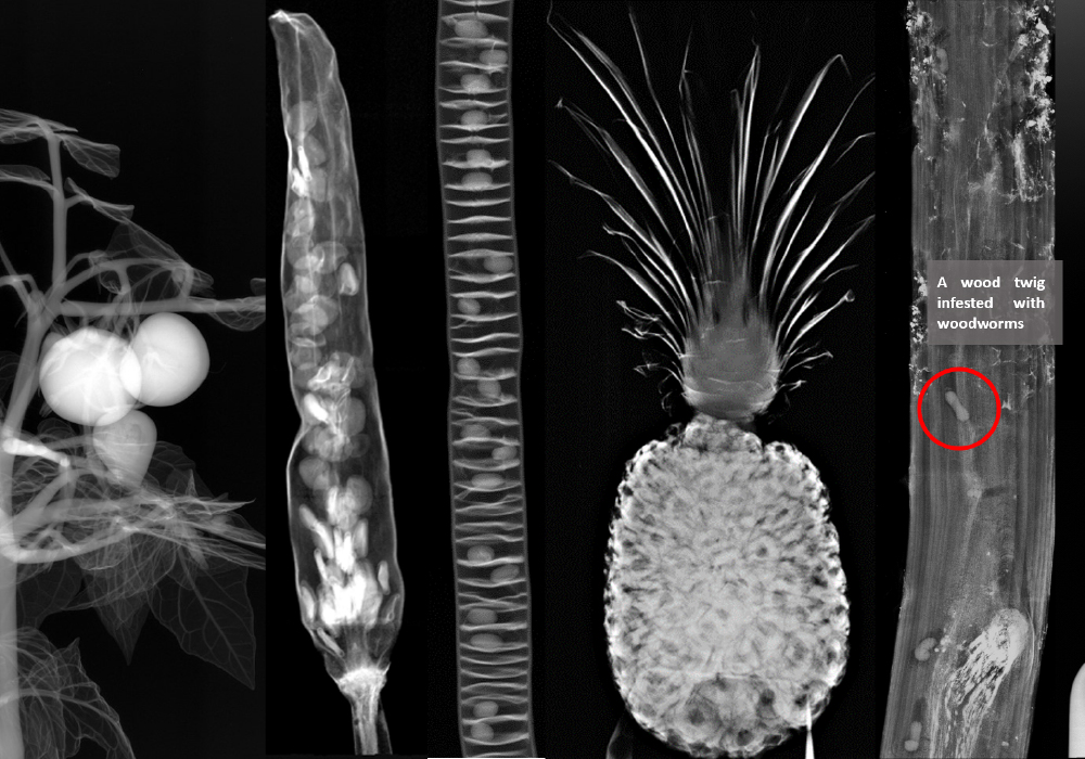 Food inspection: The new generation of X-ray imaging detectors provides unprecedented image quality and a wide range of materials in one image, with one detector, at the same time as demonstrated in this collage of X-ray images. For example: In the red circle is visible a wood twig infested with woodworms.
