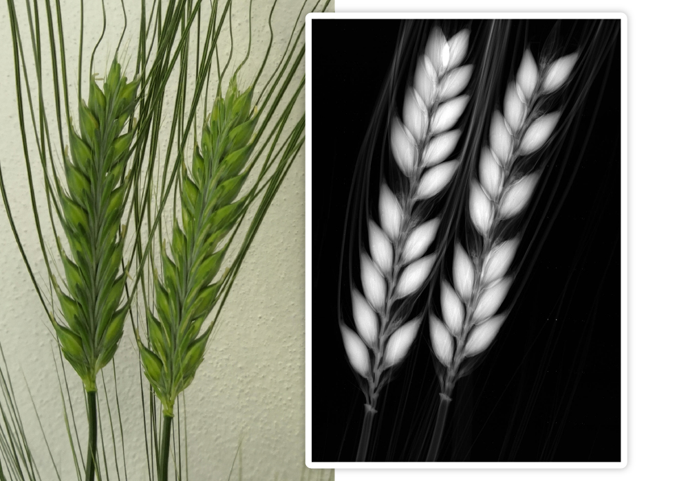 Further integration of our cameras to Radalytica’s system RadalyX and a phenotyping platform by the PSI Phenotyping Systems company expands the application of X-ray imaging in the field of automated plant phenotyping and branding, marking a significant advancement in food inspection technology. The color RGB image on the left captures a high-yield, healthy barley at first glance. An X-ray reveals a high absence of ear grains. Image taken by the AdvaPIX detector.