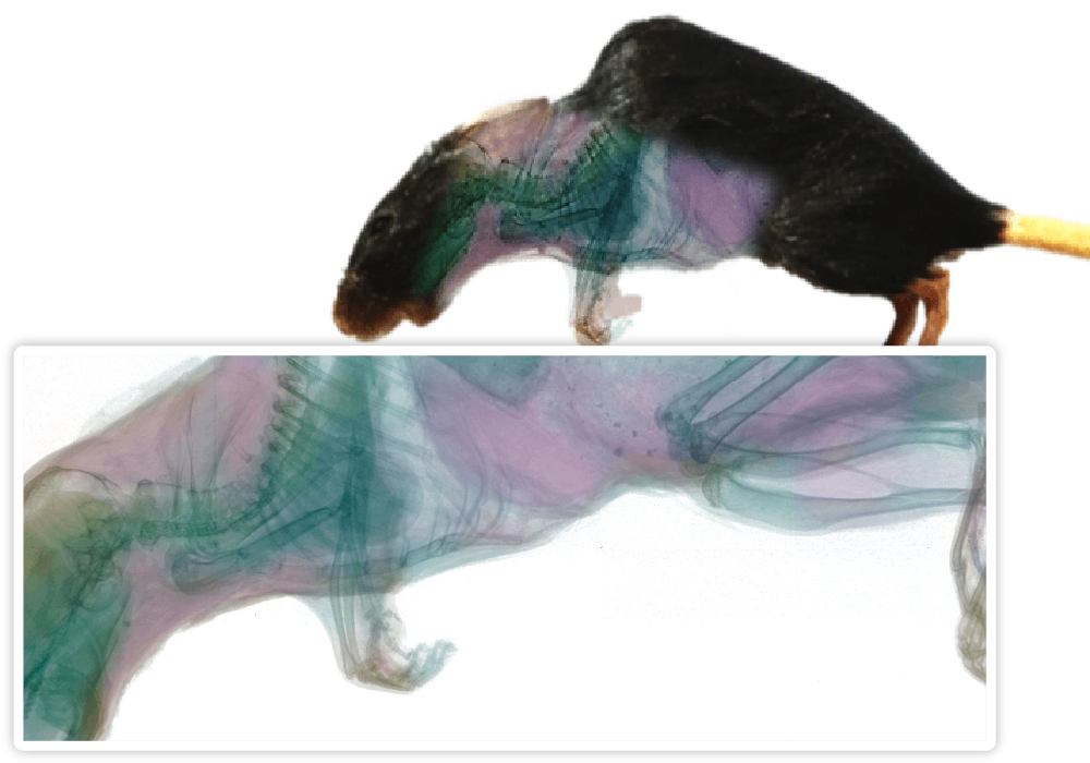 ADVACAM SPECTRAL RADIOGRAPHY: Material discriminating spectral imaging of a mouse. Colors represent different tissue types.