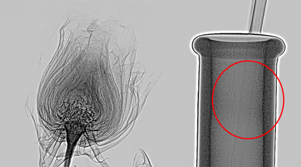 Advacam Extreme dynamic range - rose in glass. X-rays of a dry rose taken with ADVACAM’s WidePIX detectors. A very soft rose stem is visible through a glass vase. The rose cannot be seen, as standard X-rays lack the necessary dynamic range.